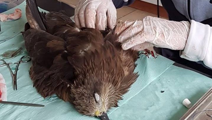 צילום: חי פארק וטרינר החי פארק הציל דיה מצויה פצועה שנמצאה ע"י פקחי רשות הטבע והגנים