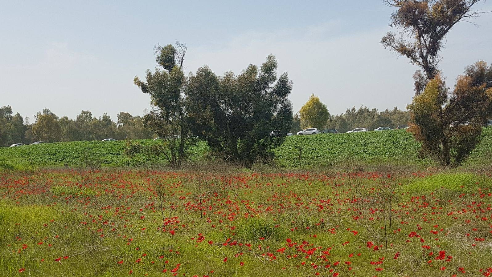 צילום: שלומי יחזקאל סקר ברשויות מקומיות מטעם המשרד להגנת הסביבה ילמד על השטחים הפתוחים ומשאבי הטבע