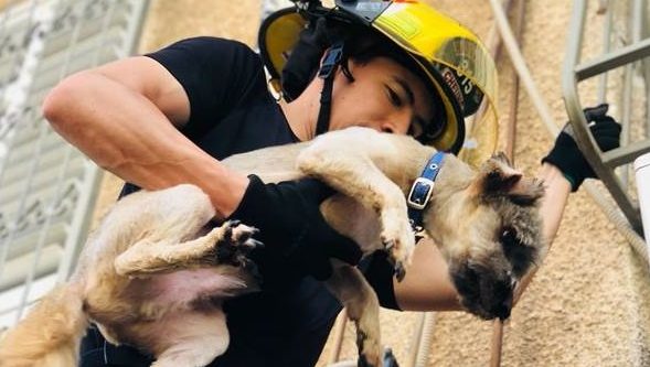 צילום: כב לוחמי האש חילצו כלבלב שיצא מחלון דירת בעליו ונתקע על מנוע המזגן