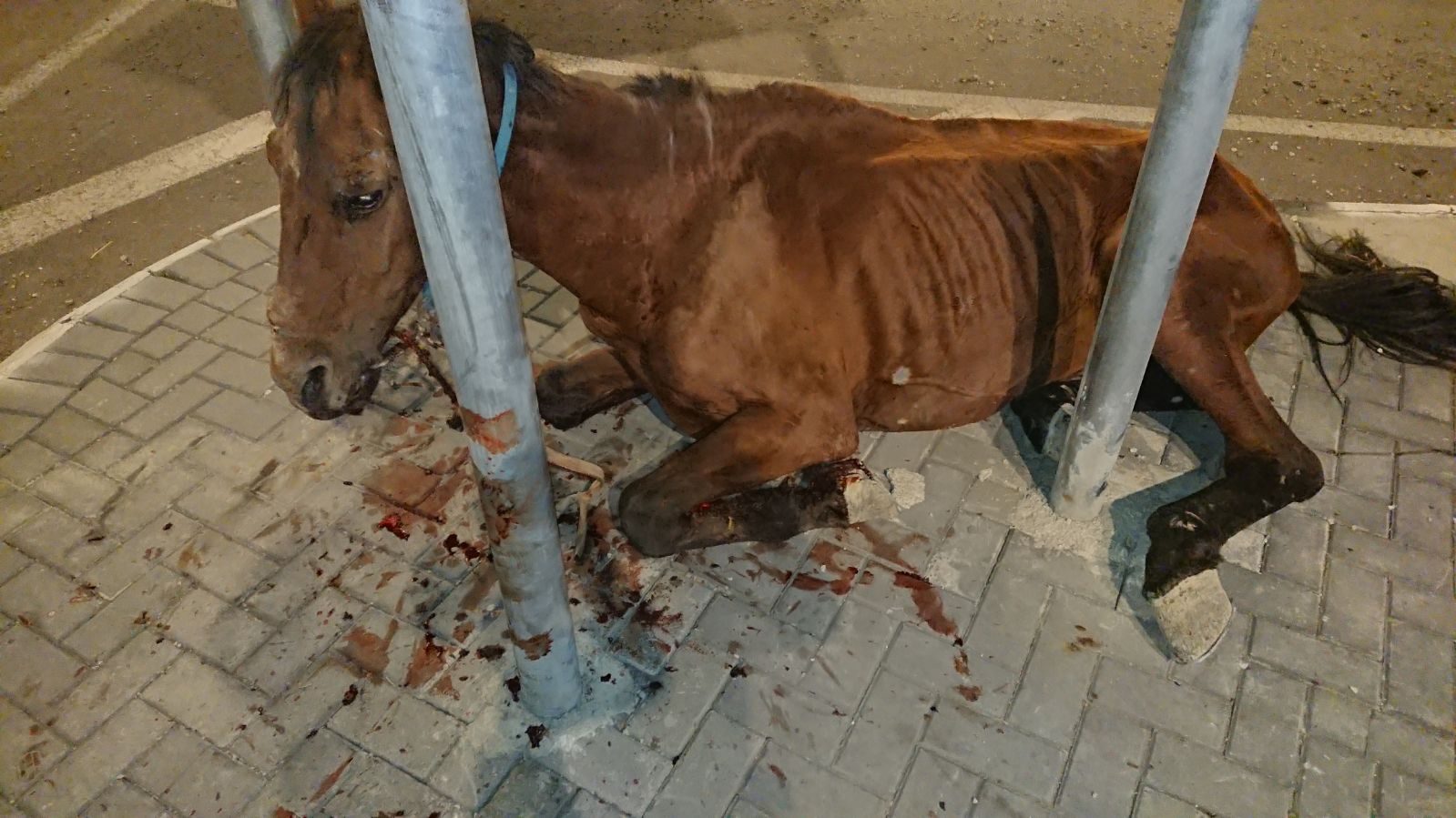 צילום: דוברות המשטרה באכזריות וללא חמלה: ערבי מחברון נעצר בחשד להתעללות קשה בסוס שנזקק לטיפול רפואי