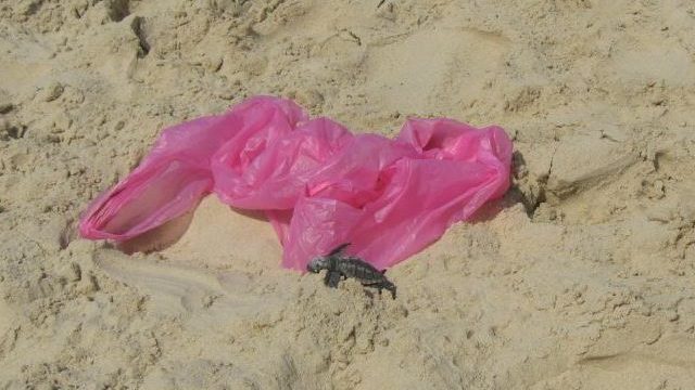 צילום: גליה פסטרנק המשרד להגנת הסביבה: ירידה של 53% בצריכת שקיות חד-פעמיות בשנת 2017