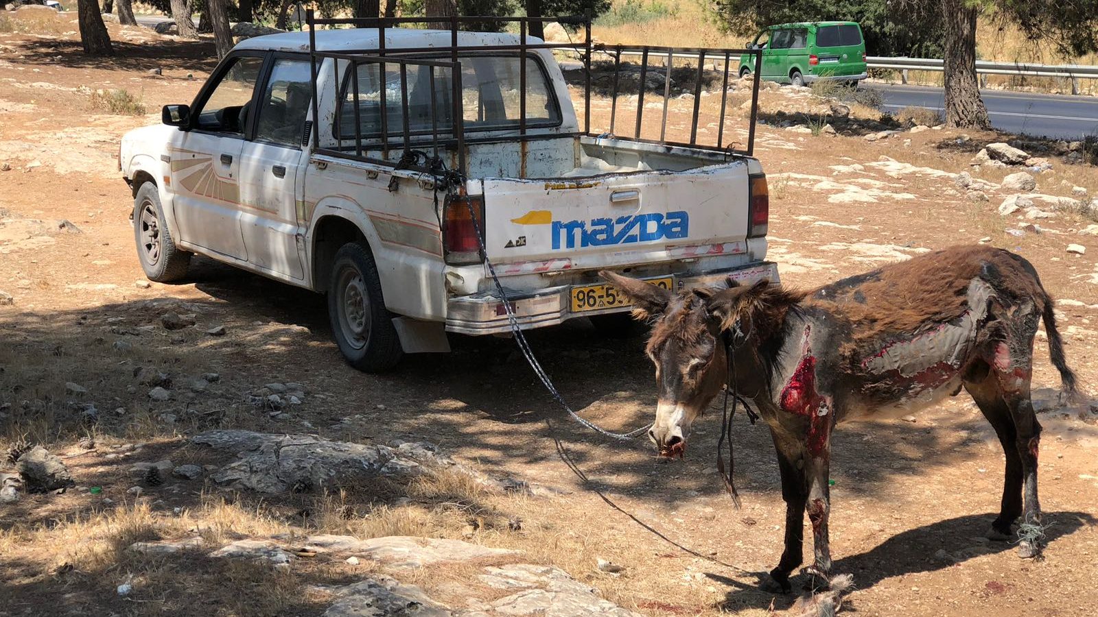 צילום: דוברות המשטרה רוע לב: המשטרה עצרה ערבי מחברון בגין התעללות קשה בחמור