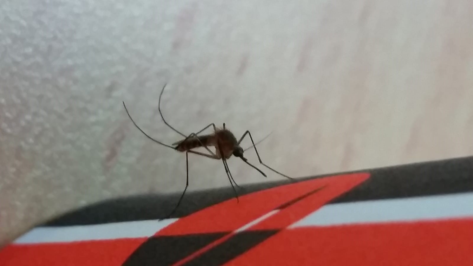 קדחת מערב הנילוס מתפשטת: המשרד להגנת הסביבה קורא לרשויות להגביר פעולות להפחתת מפגעי יתושים