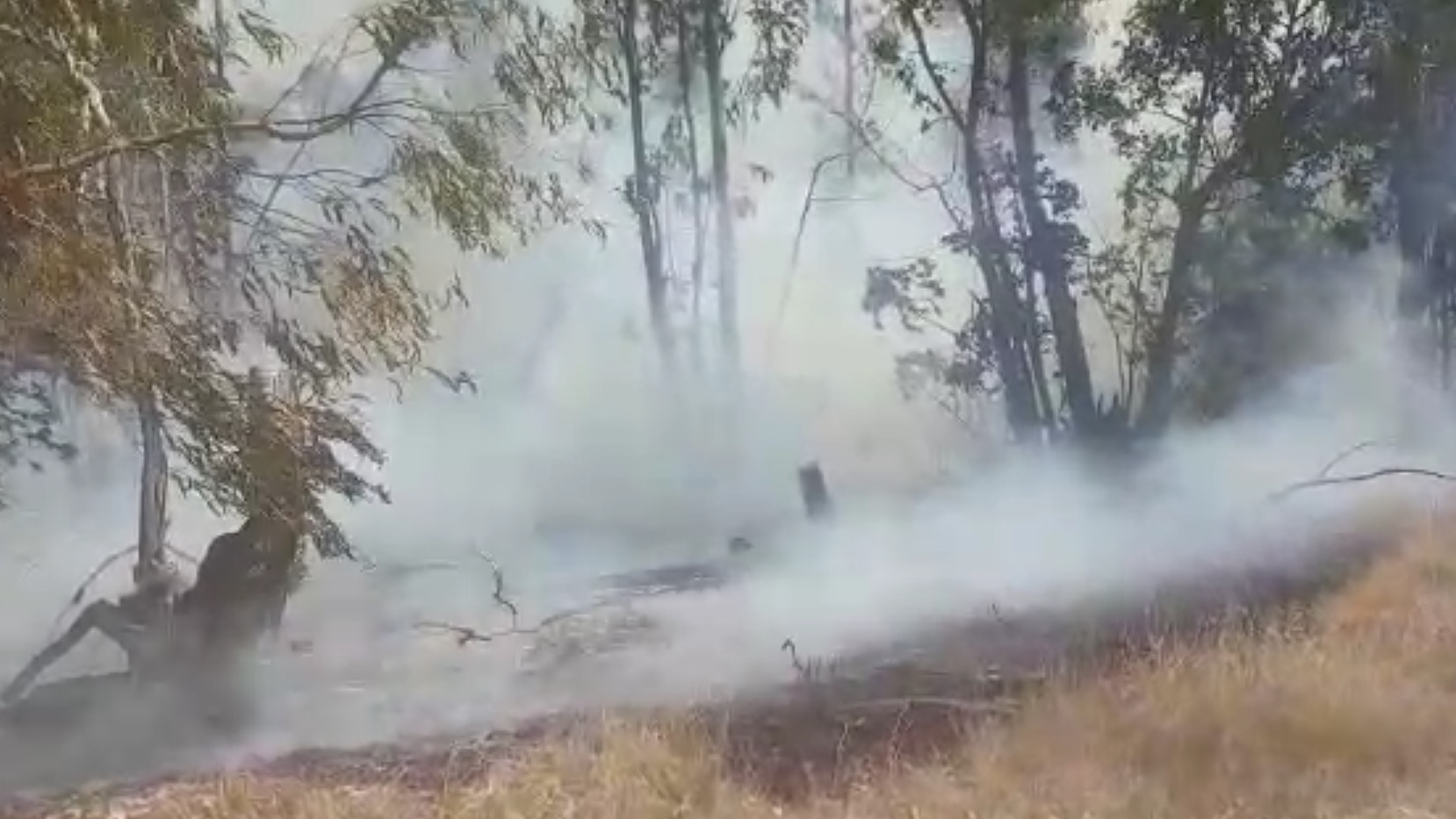 צילום: אמנון אטון, קק״ל טרור בלוני התבערה: חמש שריפות הוצתו מהבוקר בעוטף ישראל