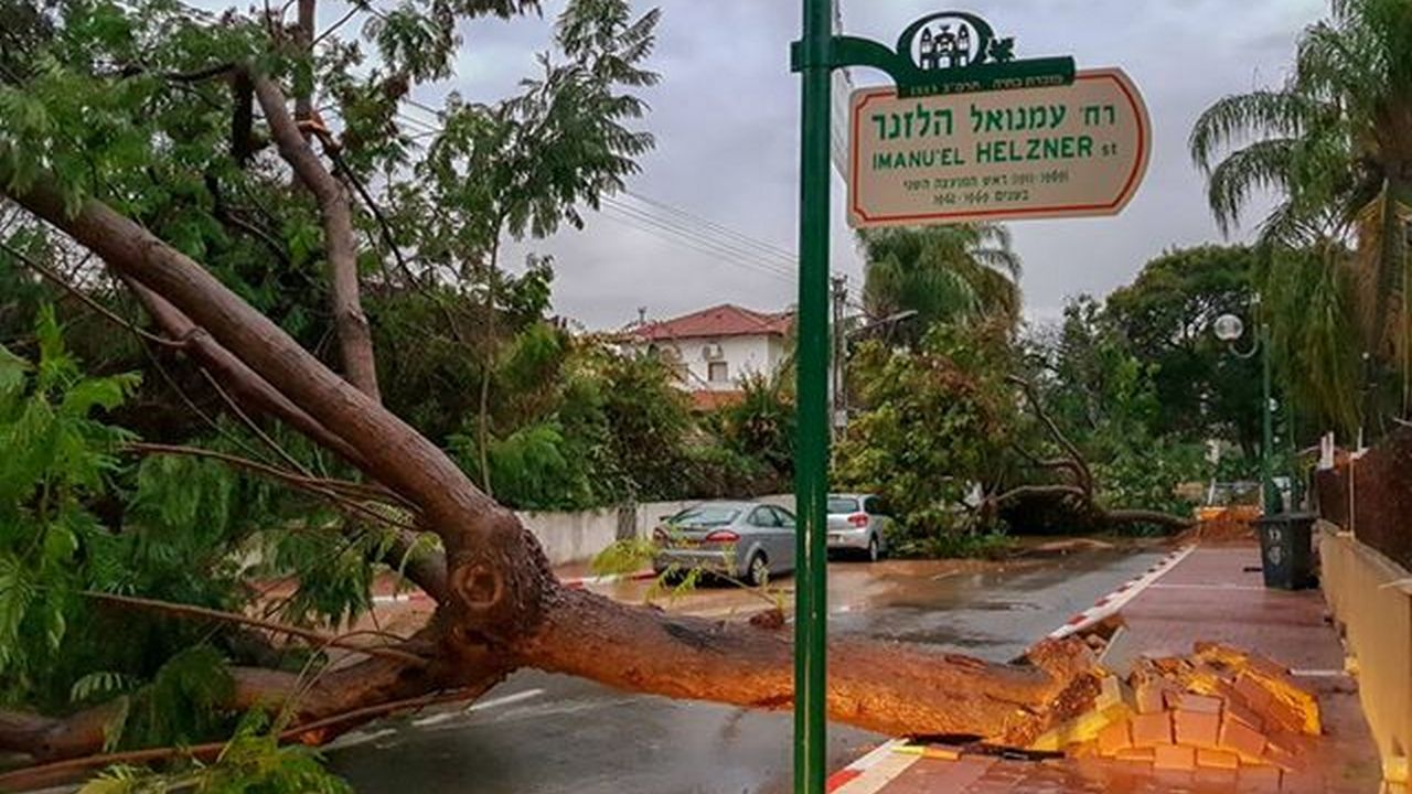 מנזקי הסערה: עצים קרסו במזכרת בתיה