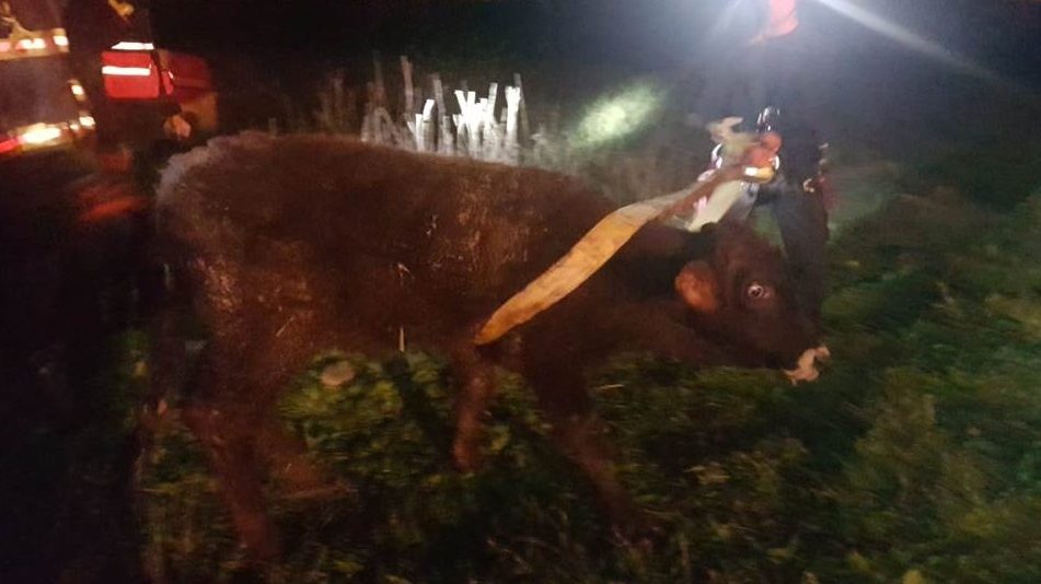 צילום: דוברות כב עגל במשקל 250 ק"ג חולץ מבור בעומק 8 מטרים ע"י לוחמי האש (תמונות)
