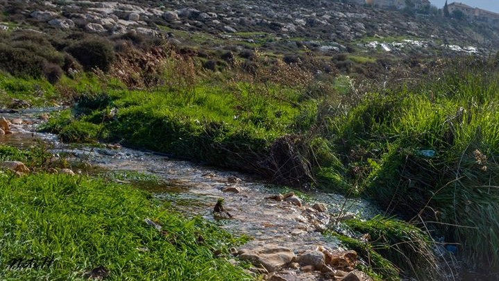 "נחל זמרי" יוכרז כאתר טבע עירוני – בואו לקחת חלק בחוויה