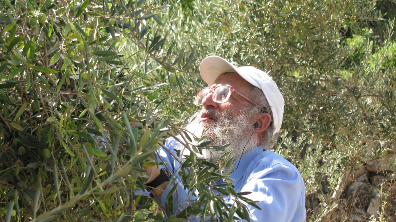 הנטיעות של גב ההר