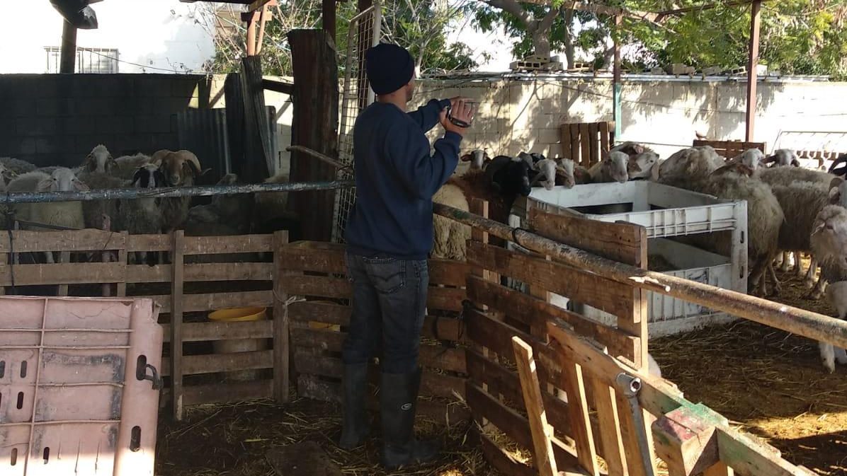 צילום: דוברות המשטרה 5 תושבי לוד נעצרו בחשד להחזקת כבשים בתת תנאים וחוב למס הכנסה בסך 5 מיליון שקלים