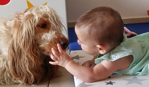 צילום: talk2dogs הכלבים כשותפים פעילים בטיפול בבני אדם