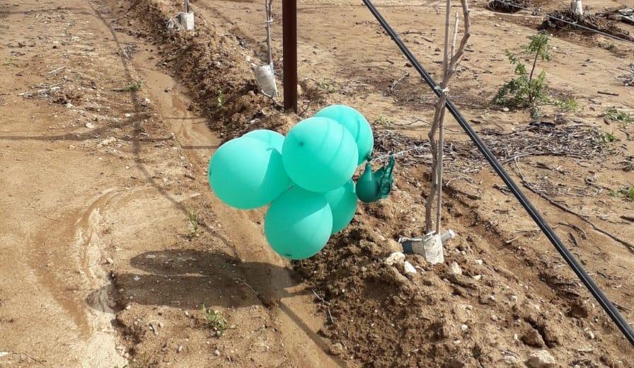 צילום: דוברות המשטרה צרור בלוני תבערה אותר בשטח חקלאי בלכיש – חבלן נטרלו