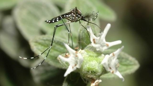 צילום: אלון עתני שני ישראלים נדבקו בנגיף הזיקה כששהו בתאילנד ובצפון אמריקה ואובחנו בישראל