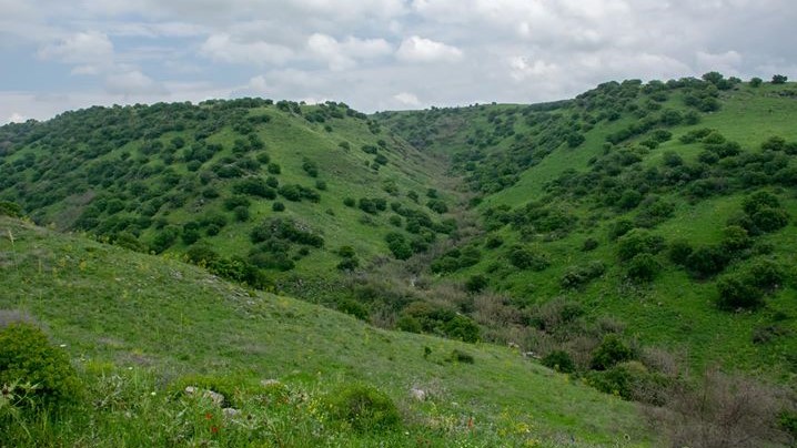 ארצנו היפה: הירוק שהותירו גשמי הברכה