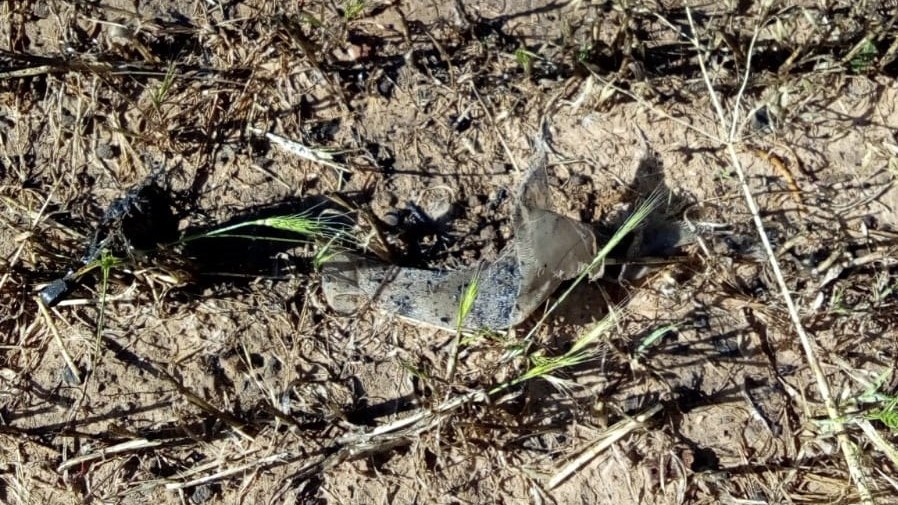 צילום: בטחון שדות נגב טרור בלוני התעברה נמשך: שריפה נוספת פרצה בשטח מושב בנגב הצפוני – מערבי