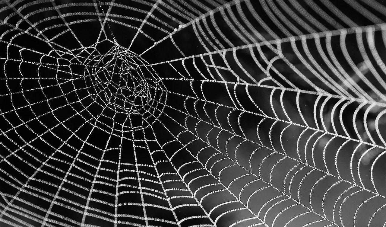 צילום: pixabay הדברה להעלמת המזיקים מן הבית