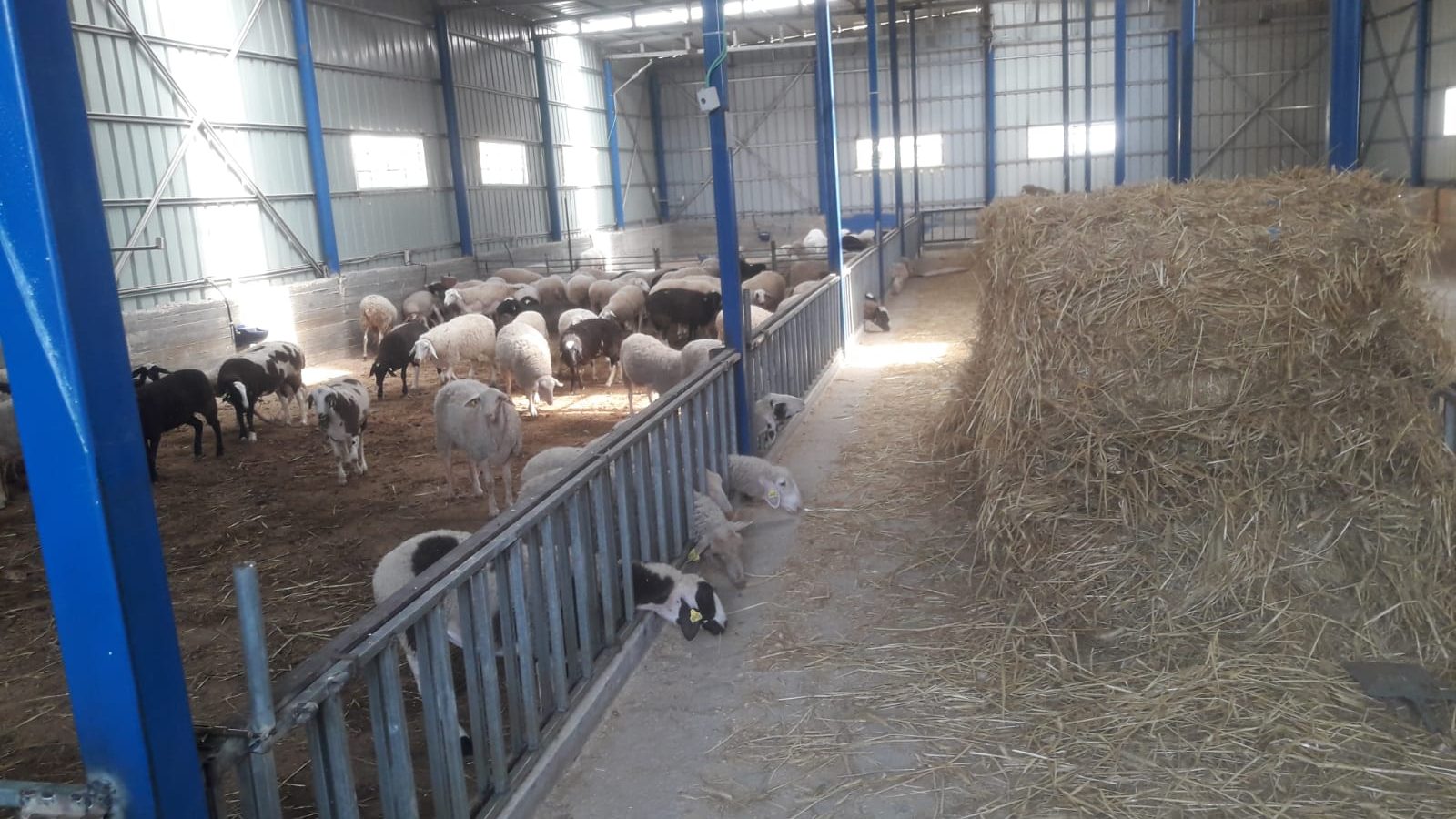 צילום: דוברות המשטרה הוסלקו בדיר כבשים: המשטרה איתרה את ספרי הקודש שנגנבו מבני ברק – חמישה ערבים נעצרו