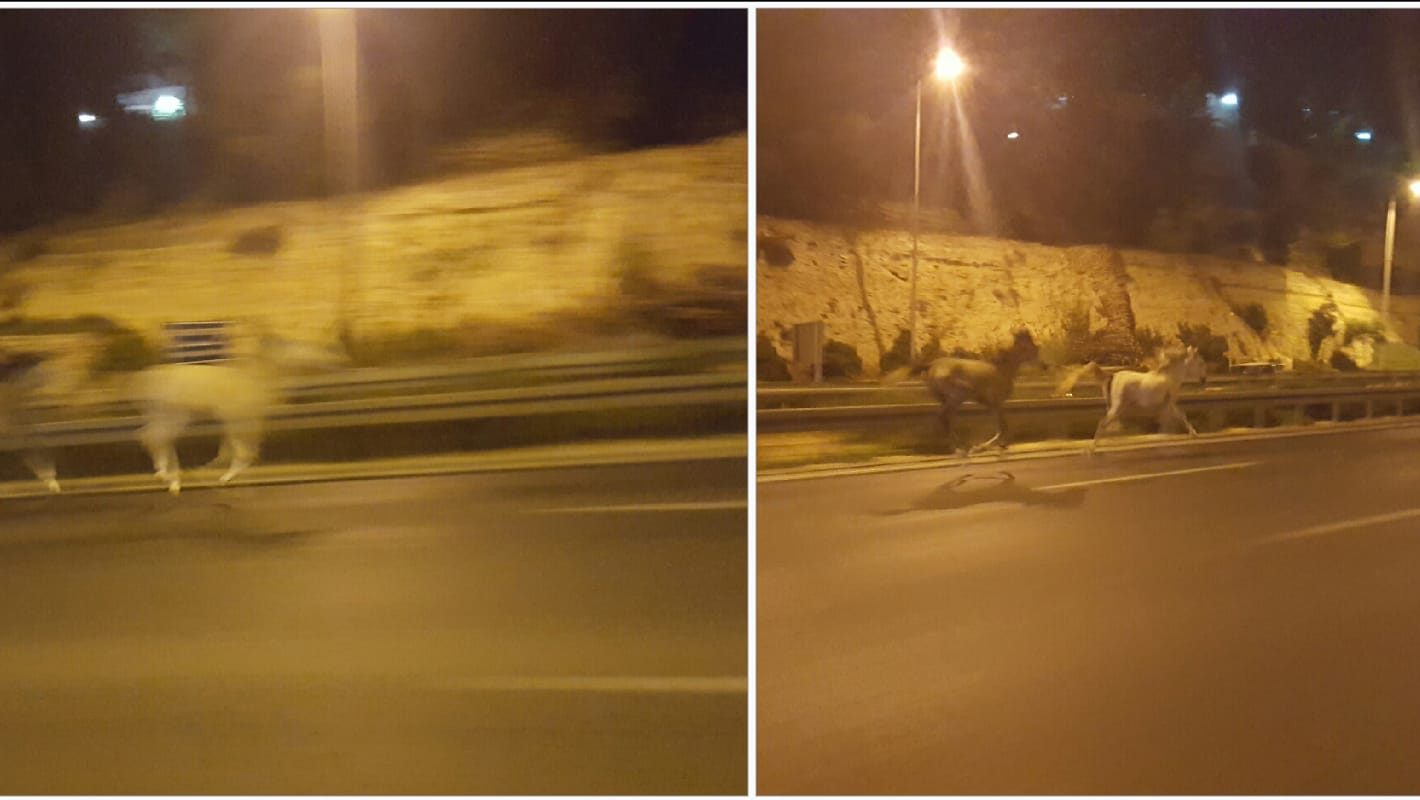 שני סוסים פרצו לכביש בגין והחלו לדהור – ארבע ניידות משטרה הצליחו לתפוסם