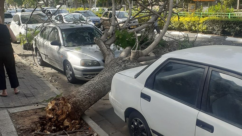 הסתיים בנס: עץ קרס על רכב בראשל״צ – אין נפגעים במקום