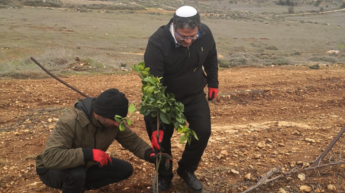 צילום: דוברות עוצמה יהודית בן גביר בנטיעת עץ בכרם שנהרס ע