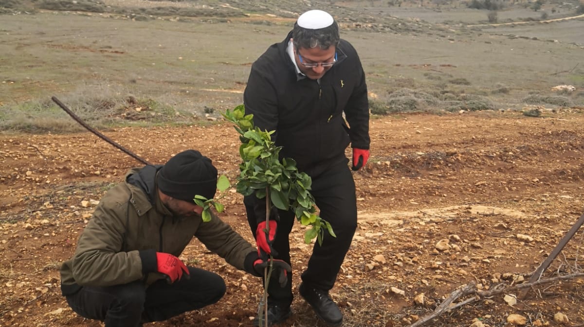 בן גביר בנטיעת עץ בכרם שנהרס ע"י המנהל האזרחי: "המסר לעולם כולו – הארץ הזו שייכת לנו"