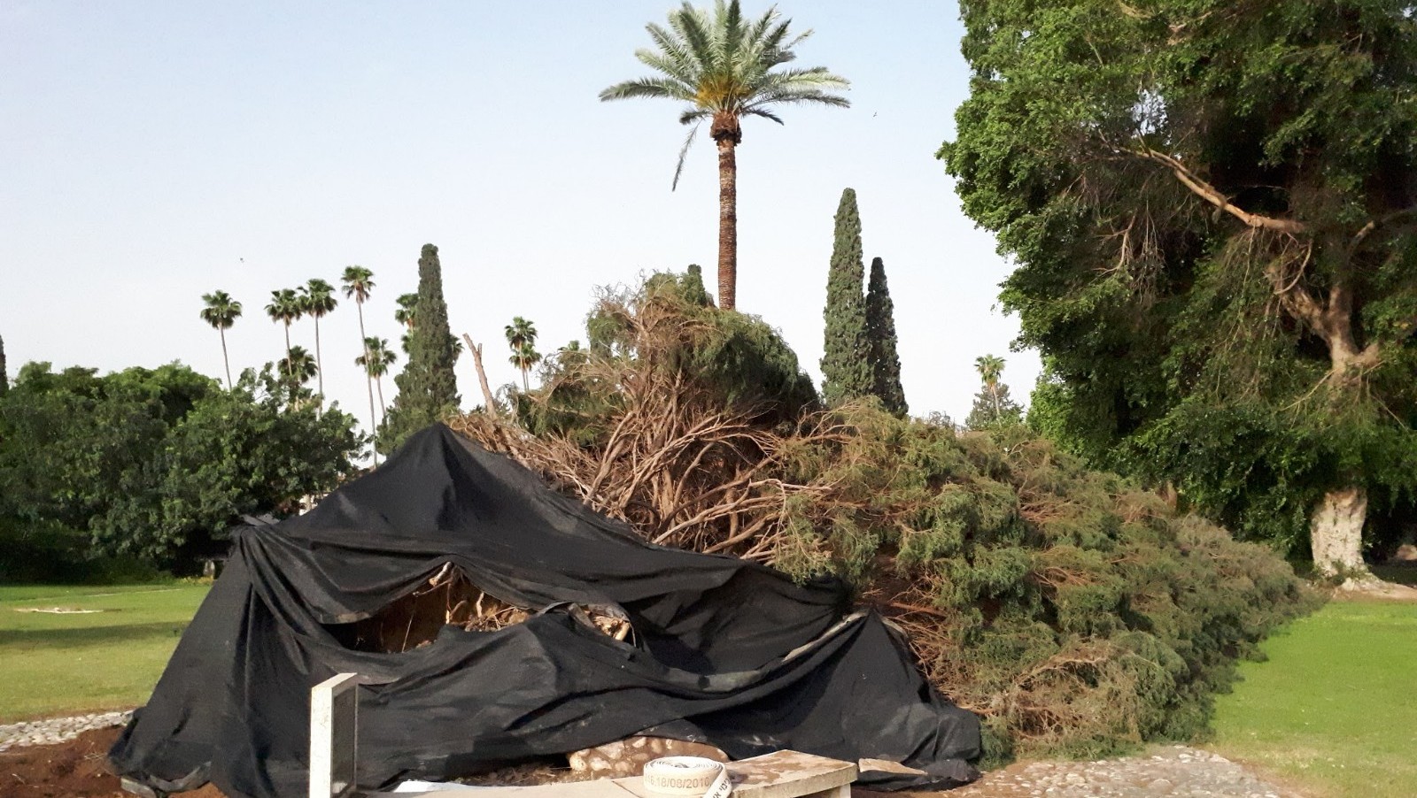 צילום: חגי יבלוביץ יערן קק״ל 30 צאצאי 'ברוש המדינה' שקרס לפני שנתיים יינטעו בקיבוץ דגניה א'