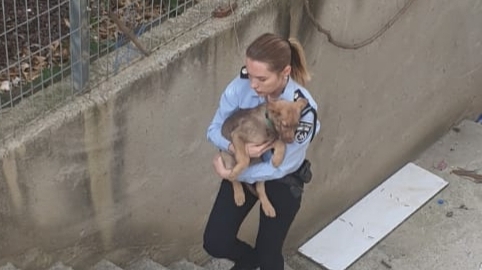 צילום: דוברות המשטרה שני כלבים חולצו מהחזקה בתת תנאים בכפר ג'דיידה-מכר – מצבם טוב