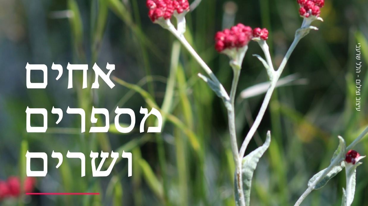 צילום: תנועת הנוער אריאל שידור חי: טקס נעילת יום הזיכרון של תנועת הנוער אריאל | צפו