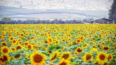 כמו ציור: שדה חמניות מהמם שתועד היום בקיבוץ מסילות