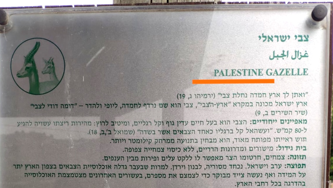 גן החיות התנ