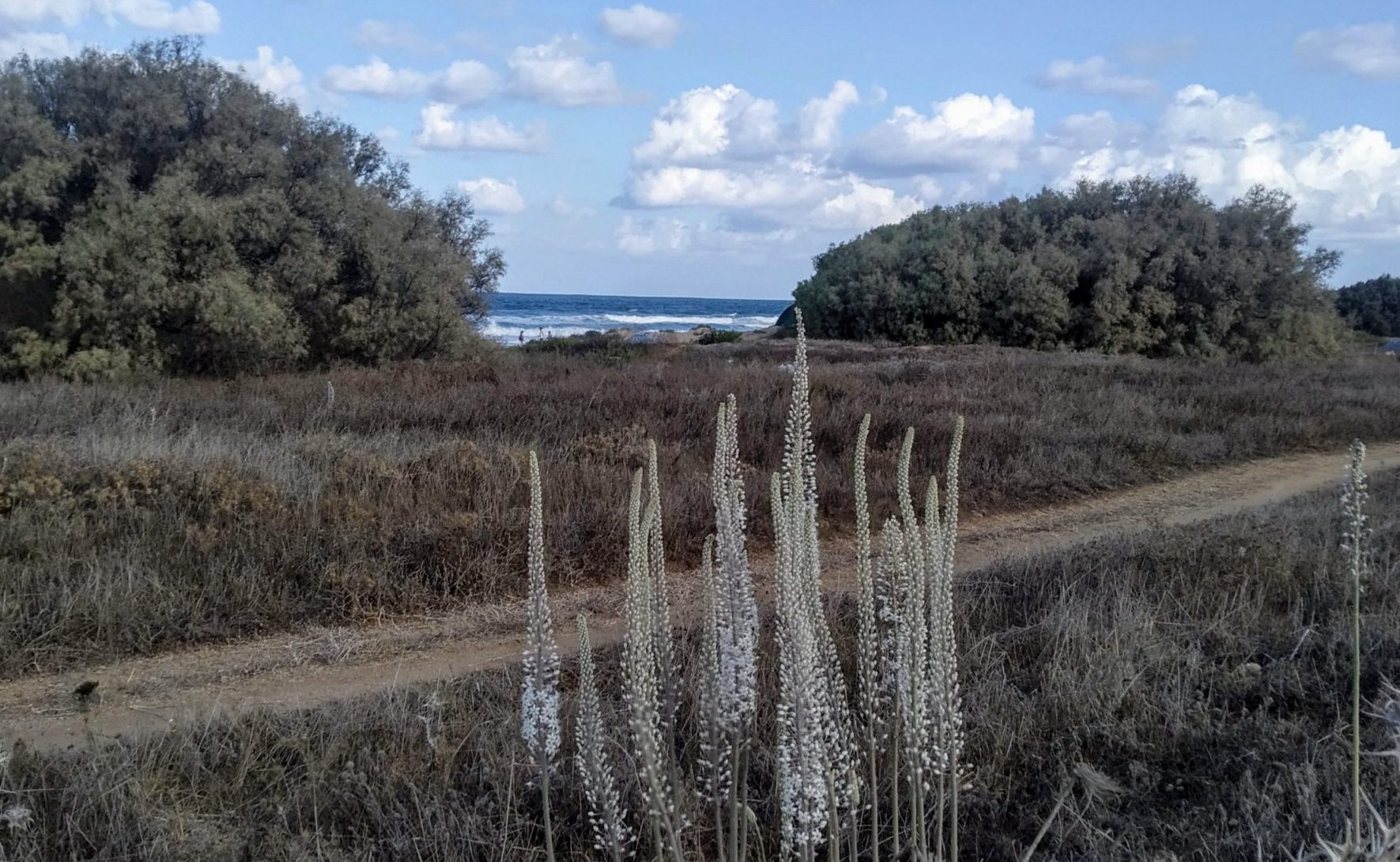 צילום: דודי מרקו מקסים: פריחת החצבים בשמורת נחל גלים