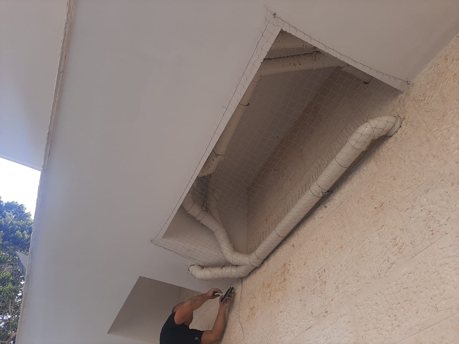 צילום: אבי הדברות סודות תברואתיים להגנה מפני יונים